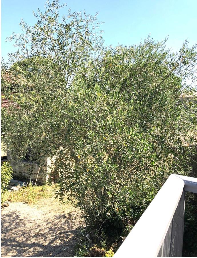 Le Gite De La Maison Des Chats - Gite En Quercy Saint-Amans-du-Pech Bagian luar foto